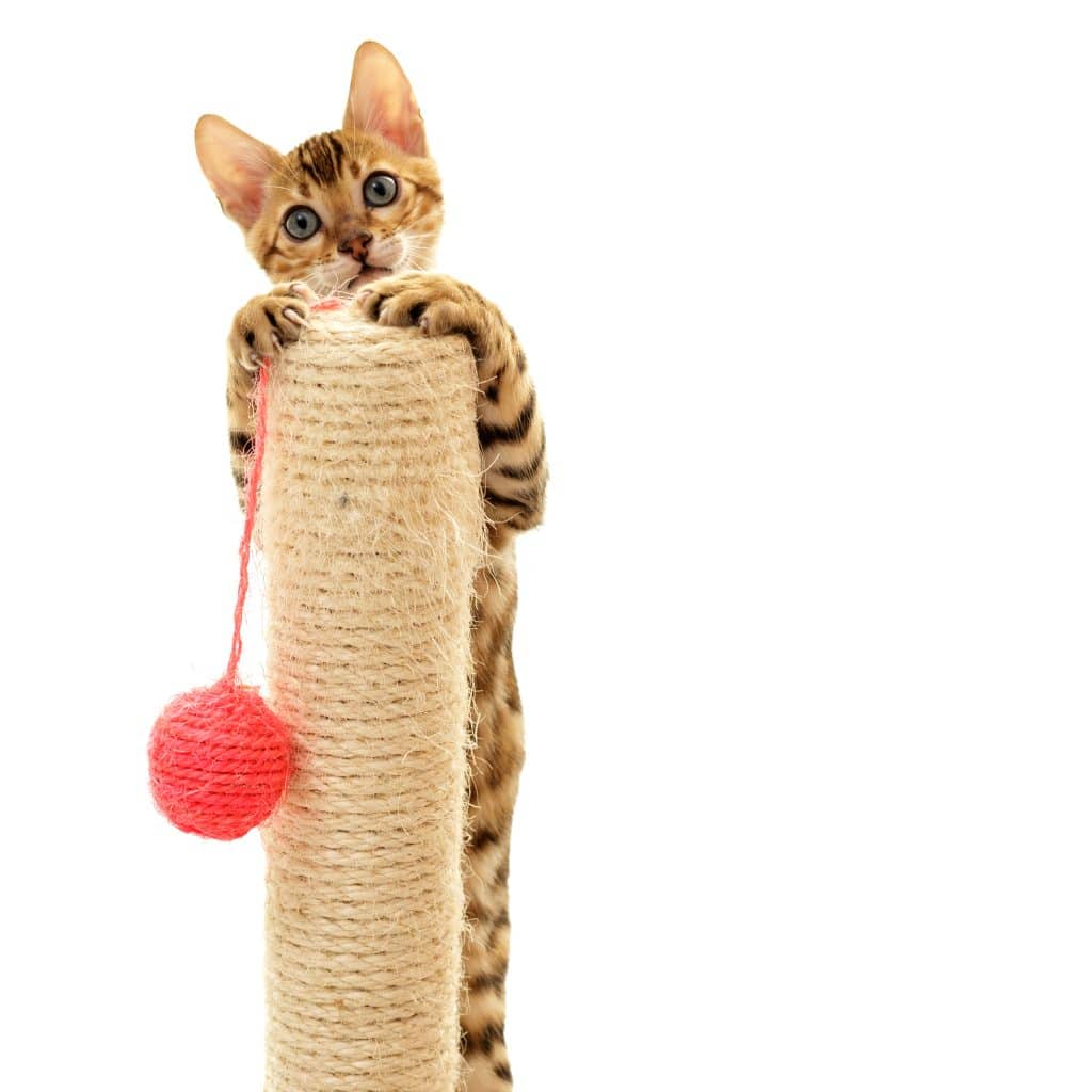 Bengal Cat climbing a scratching post