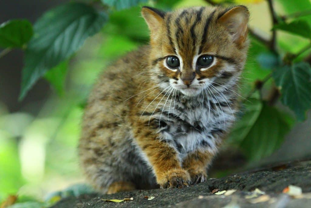 A Rusty Spotted Cat kitten