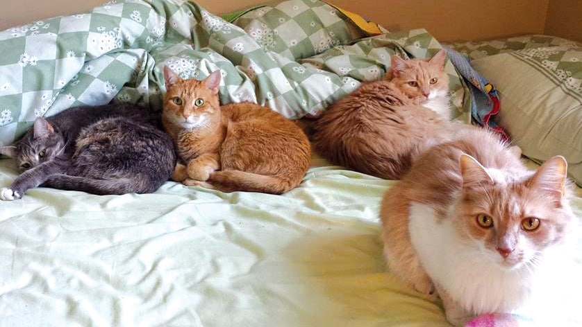 Four cats on a bed