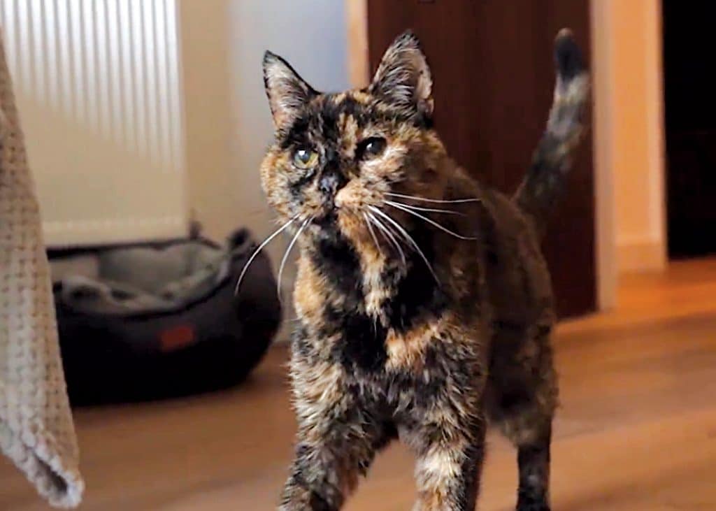 World's Oldest Cat, Flossie