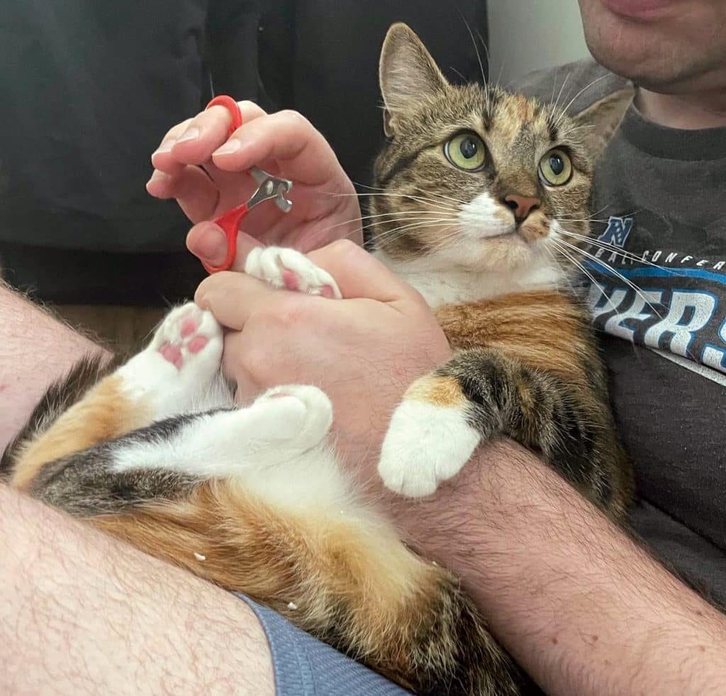 Adorable cat getting their claws trimmed