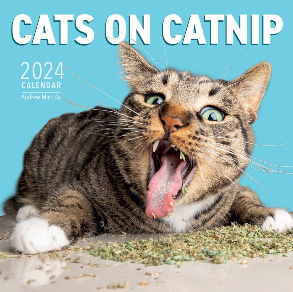 cats on catnip photo calendar