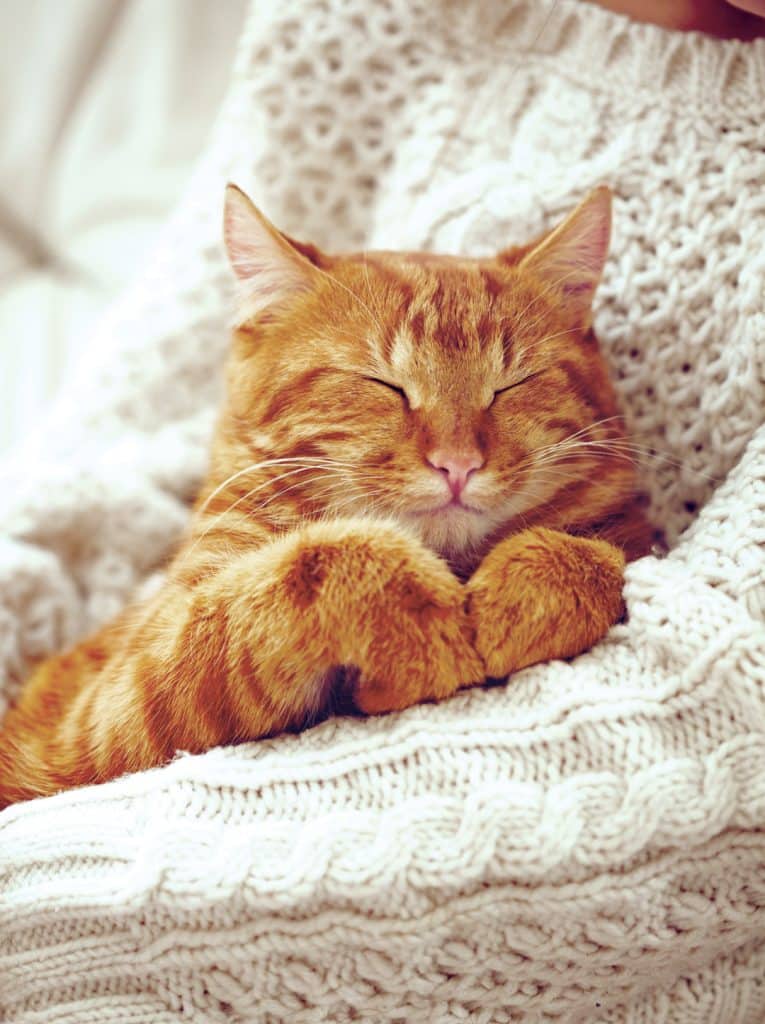 An orange tabby cat cuddling their owner