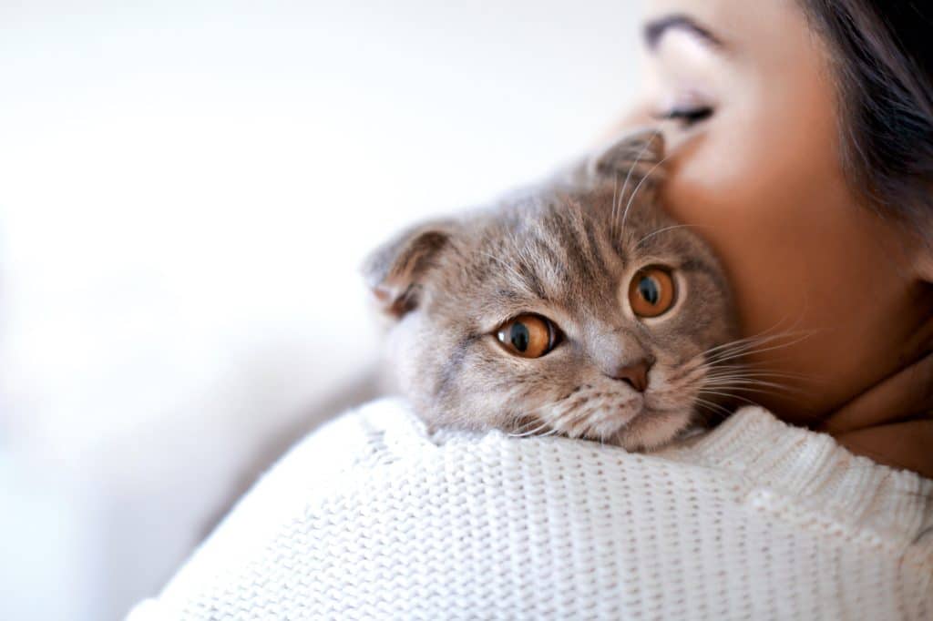 adorable grey cat snuggling