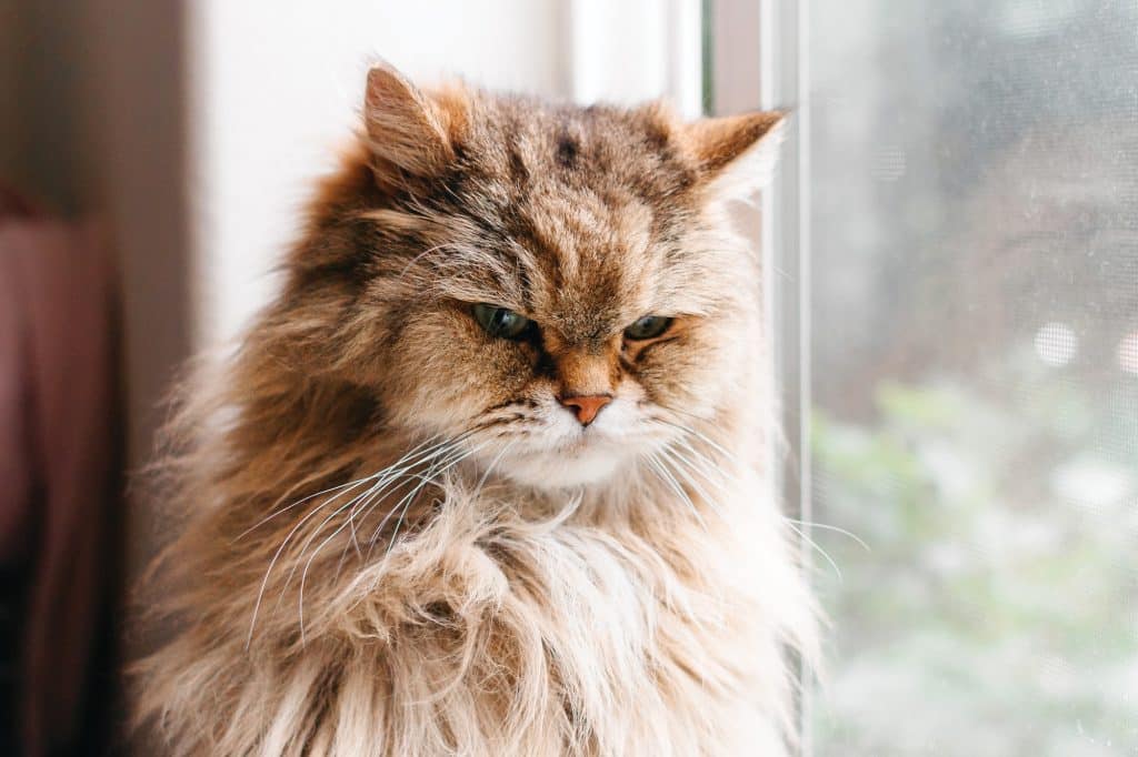 Fluffy cat looking mad by window
