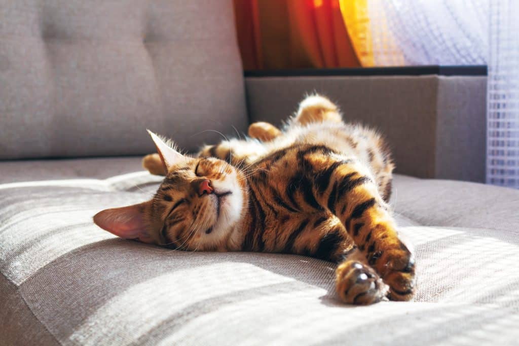 striped cat stretching in the sun