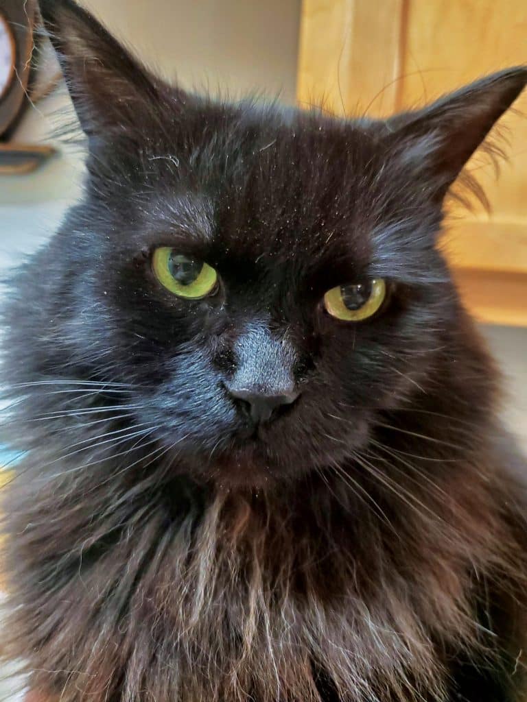 Black cat looking at camera
