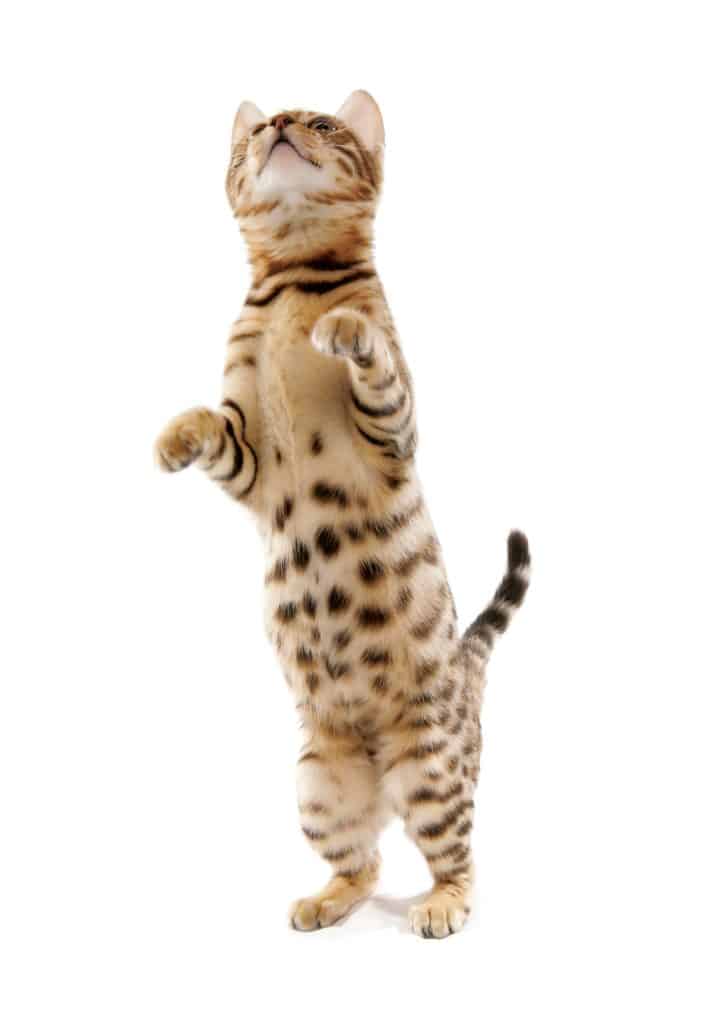 Beautiful bengal kitten stands up