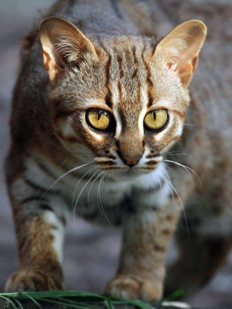 A Rusty Spotted Cat