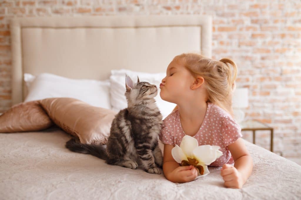 Tabby kitten with little girl