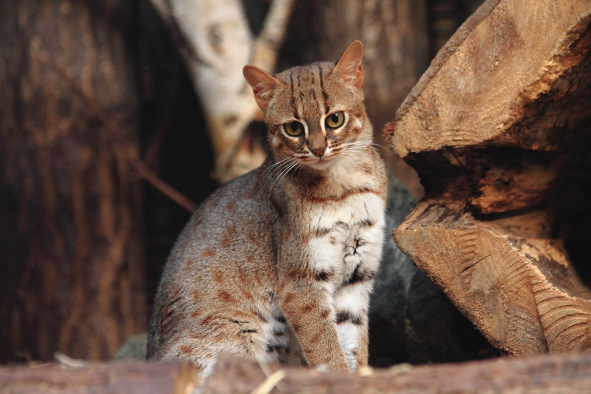 Малые кошки. Prionailurus rubiginosus. Пятнисто-рыжая кошка. Ржаво рыжие кошки. Порода кошек ржавая кошка.