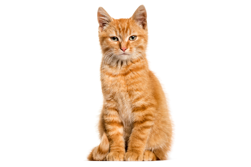 orange tabby cat