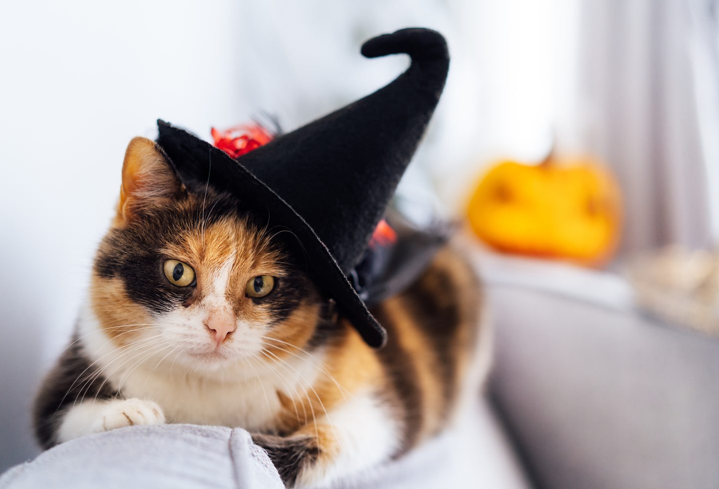 Multicolored cat lying on the gray couch in witch hat with decorative Halloween Jack o lantern pumpkin in the background.