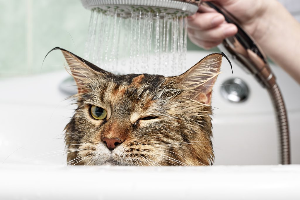 Fluffy cat getting a bath.