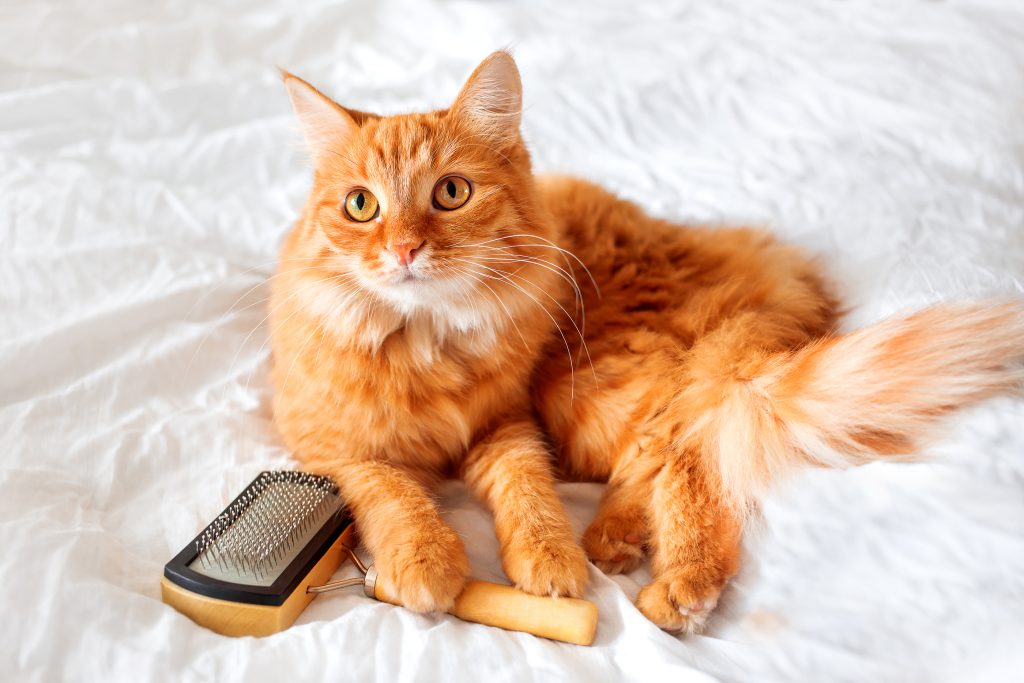 Ginger cat lies on bed with grooming comb. 