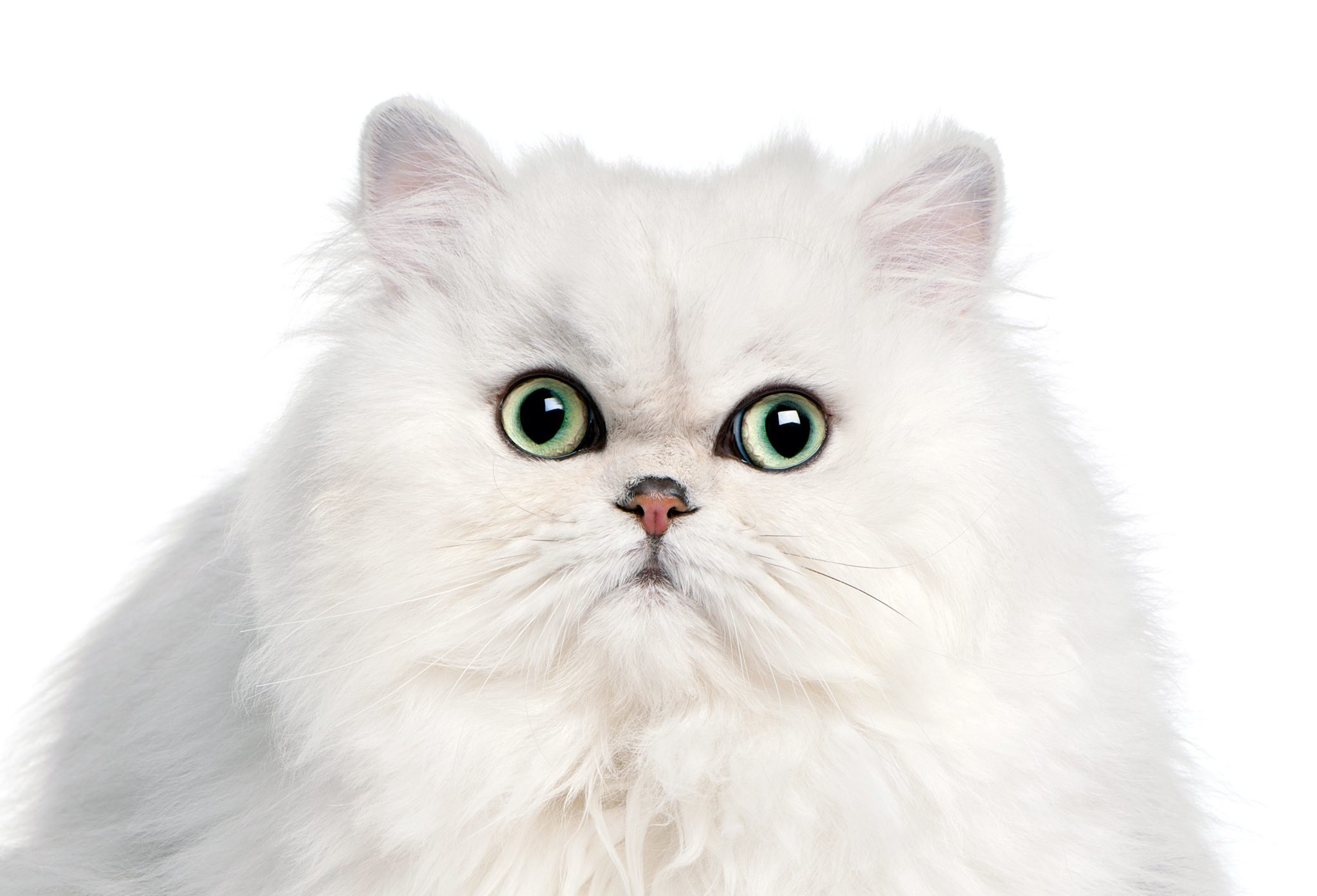 White fluffy shops cat breed