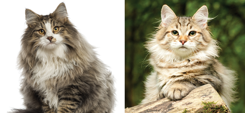 Norwegian Forest Cat & Siberian Cat