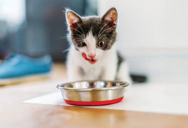 10 Meal Toppers Picky Cats Go Crazy For Modern Cat