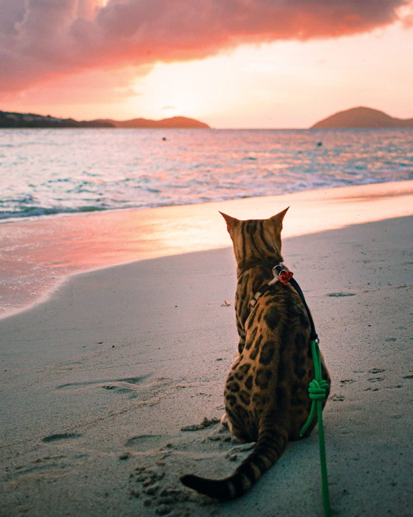 Outdoor Bengal