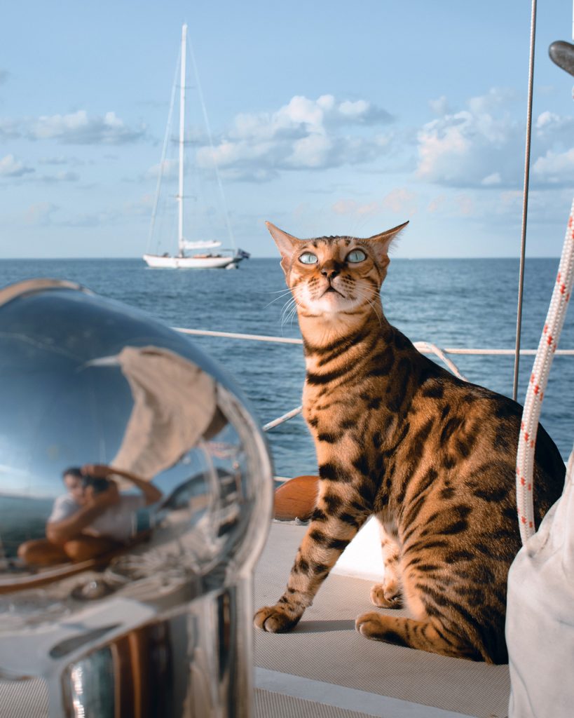 Outdoor Bengal