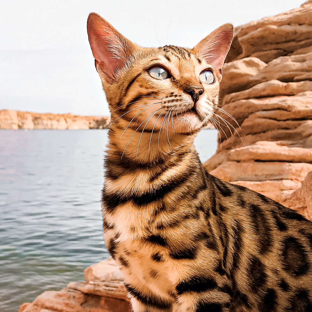 Outdoor Bengal