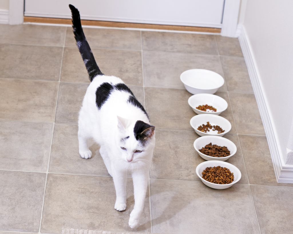 cat with food bowls