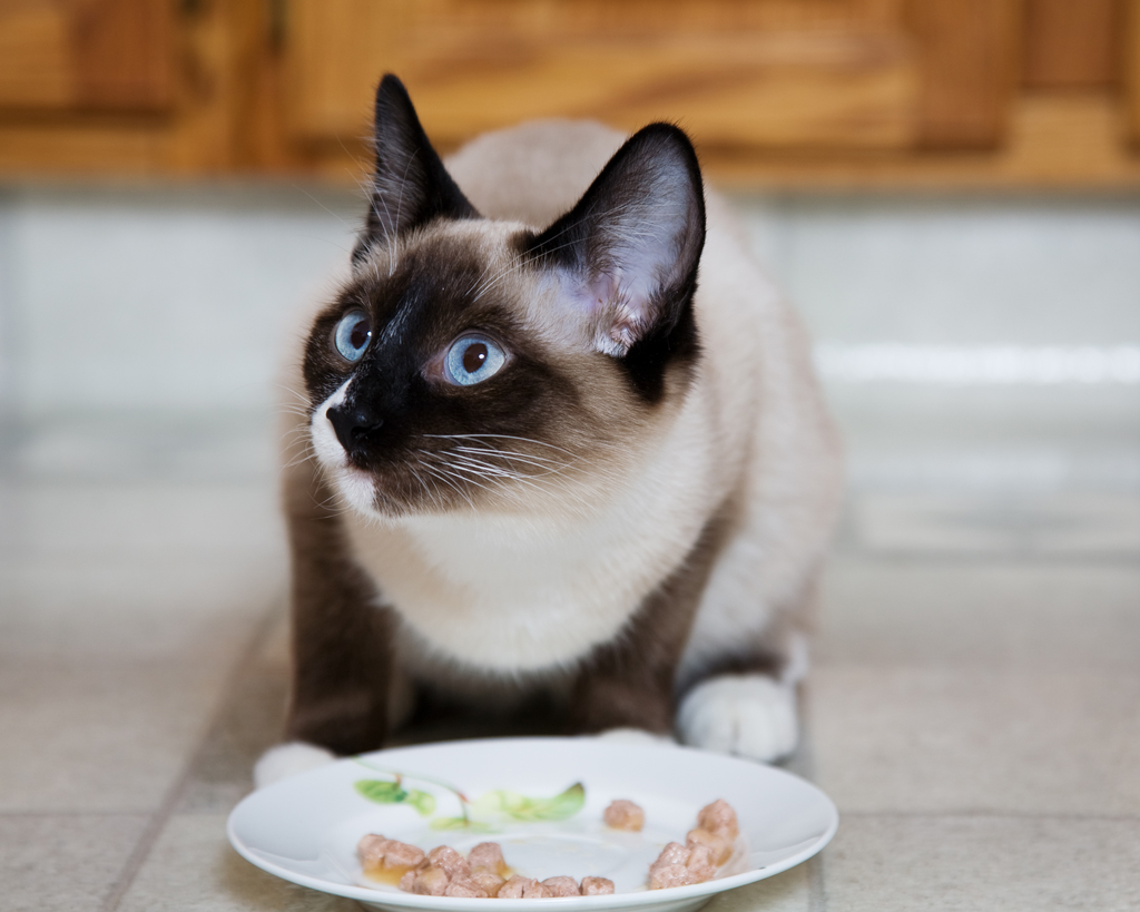 siamese cat eating