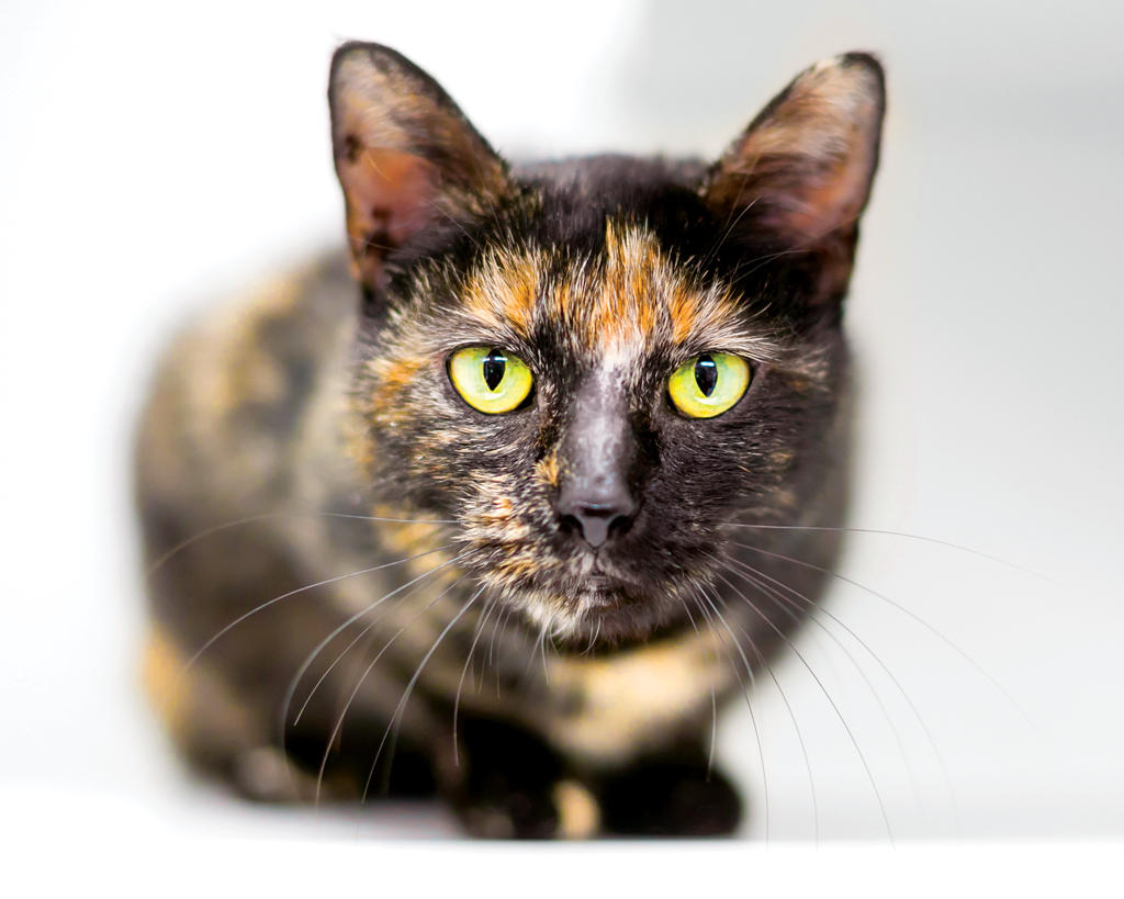 Tortoiseshell cat