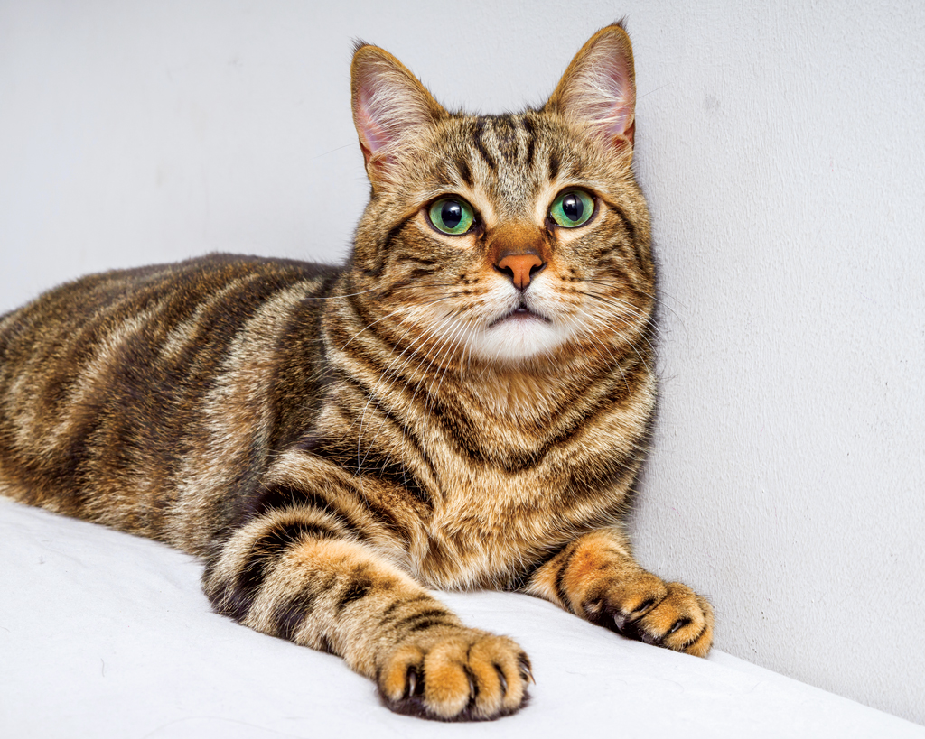 Mackerel Tabby cat