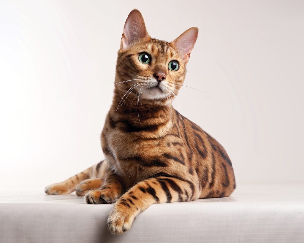 Bengal cat