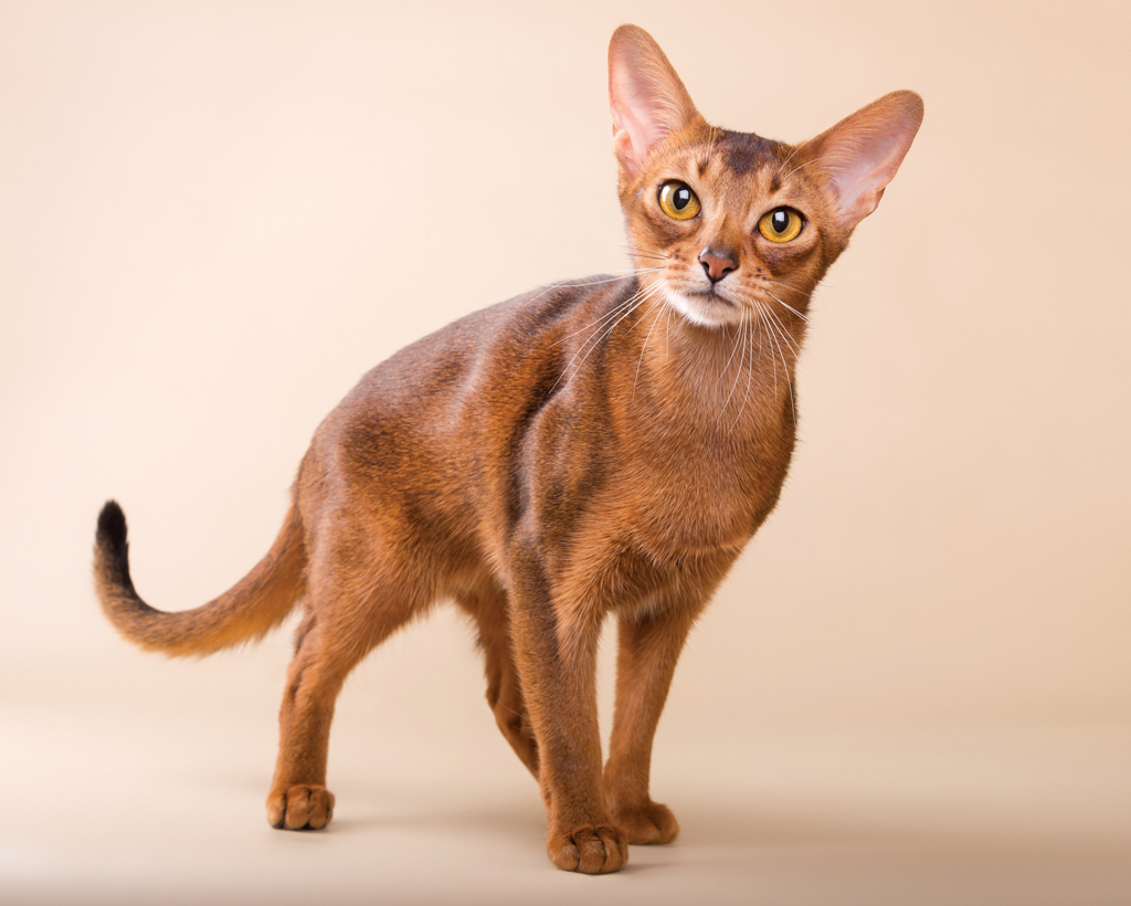 Abyssinian cat