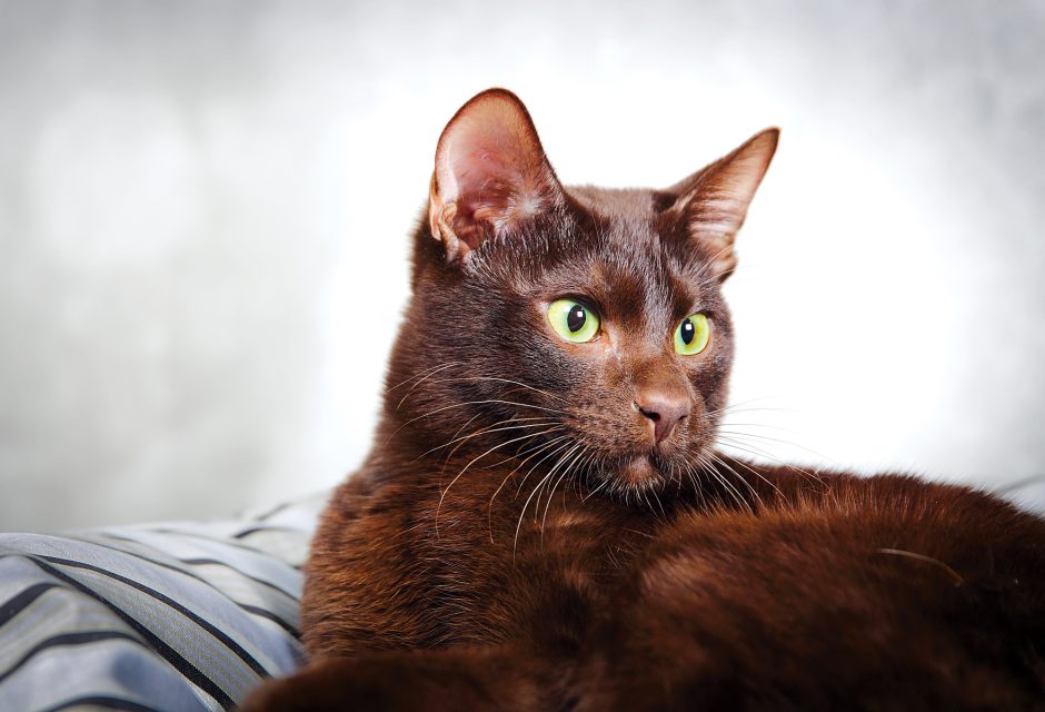 Meet the Brown Cats - Modern Cat