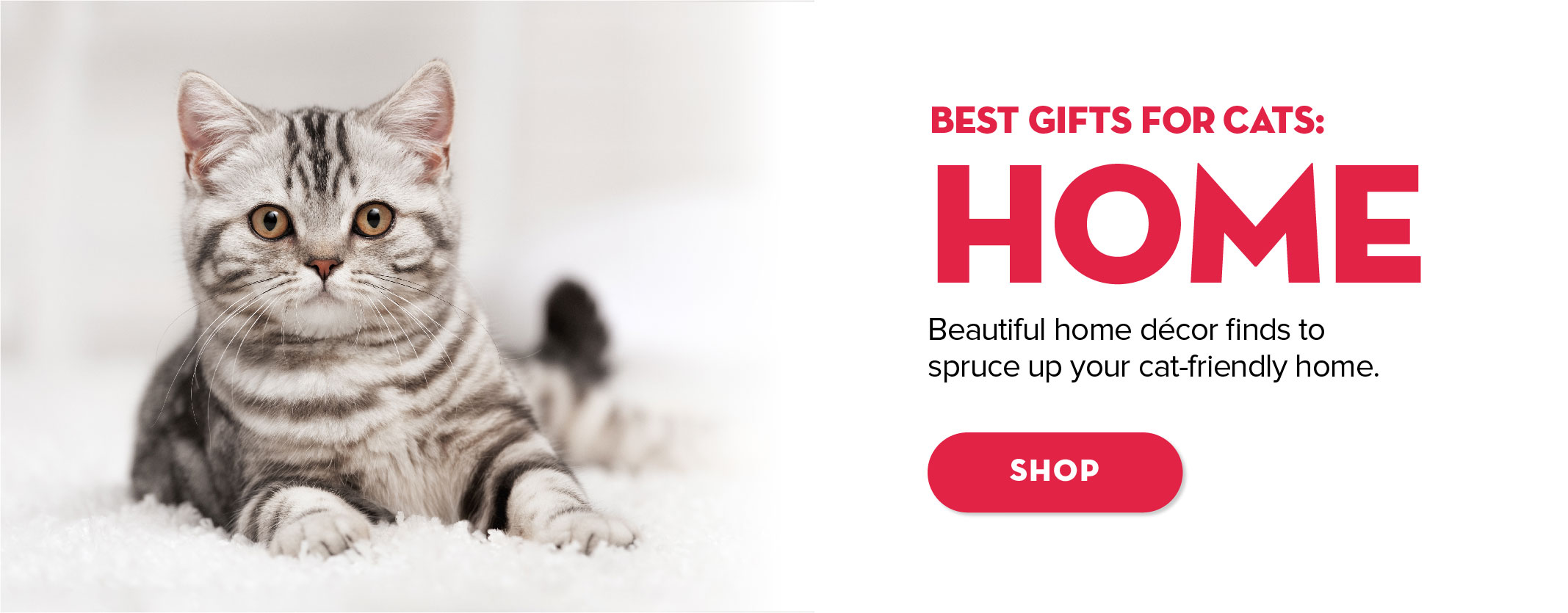 Best gifts for cats: home