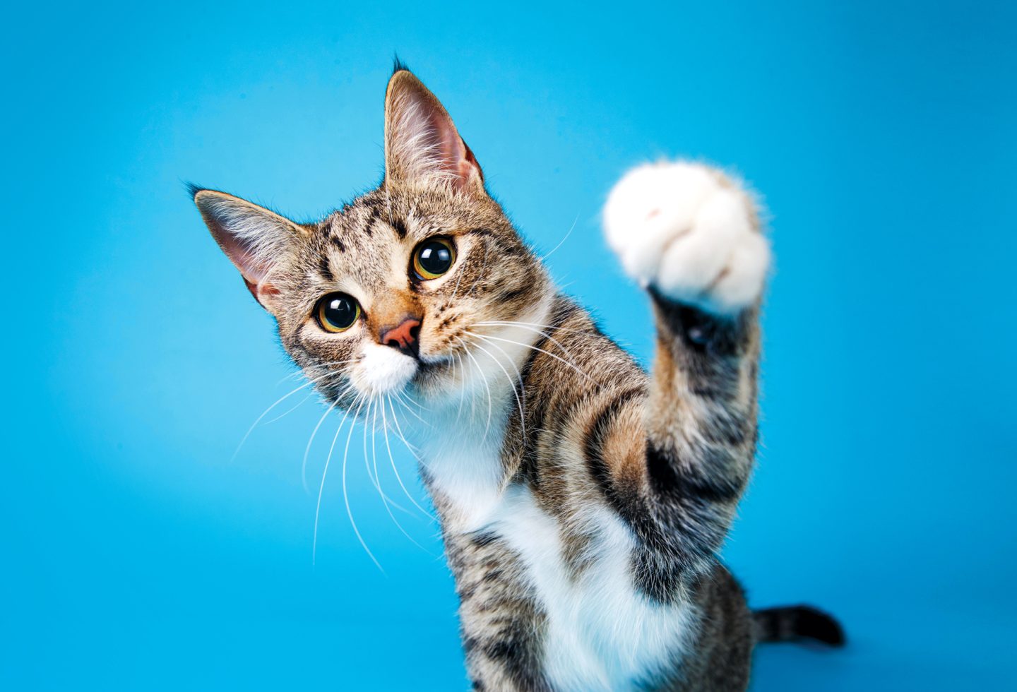 Polydactyl Cat