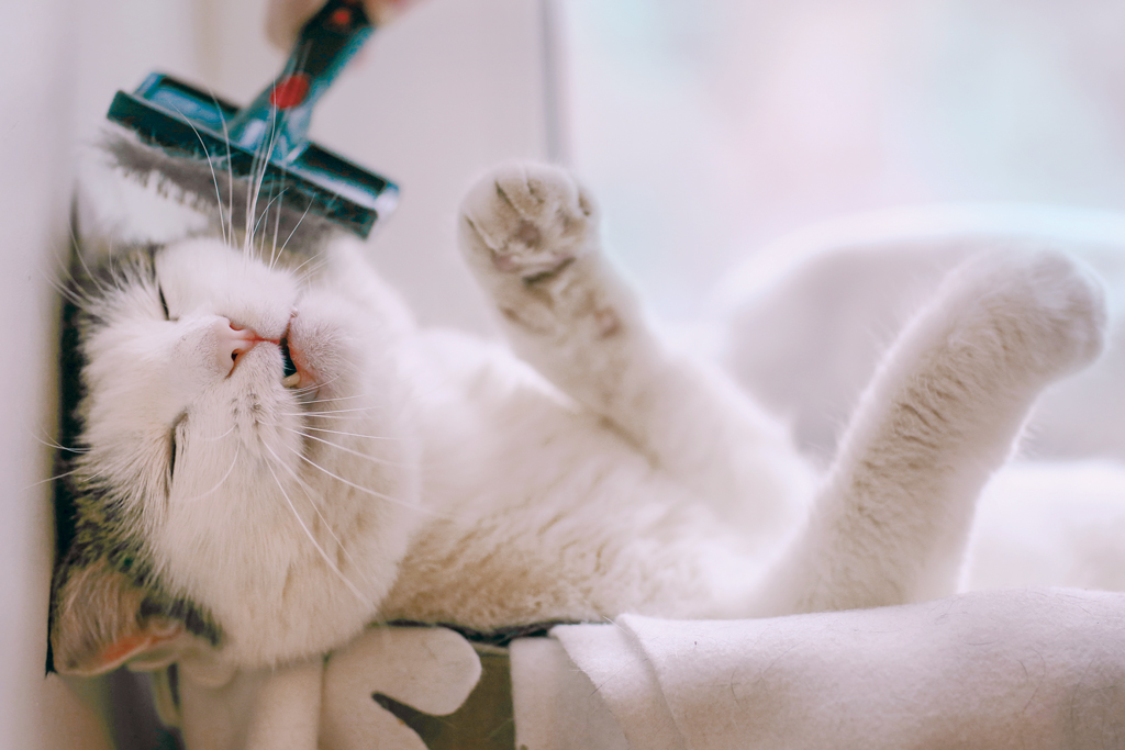 Cat being groomed