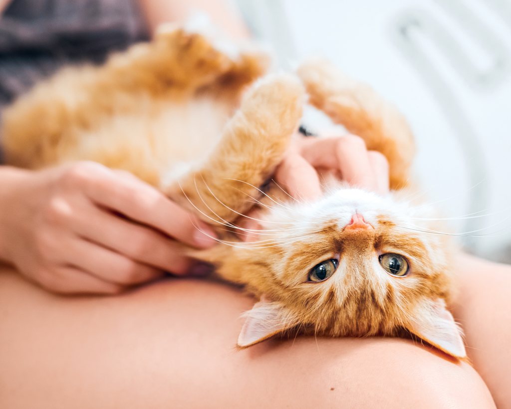 cat lying on their back