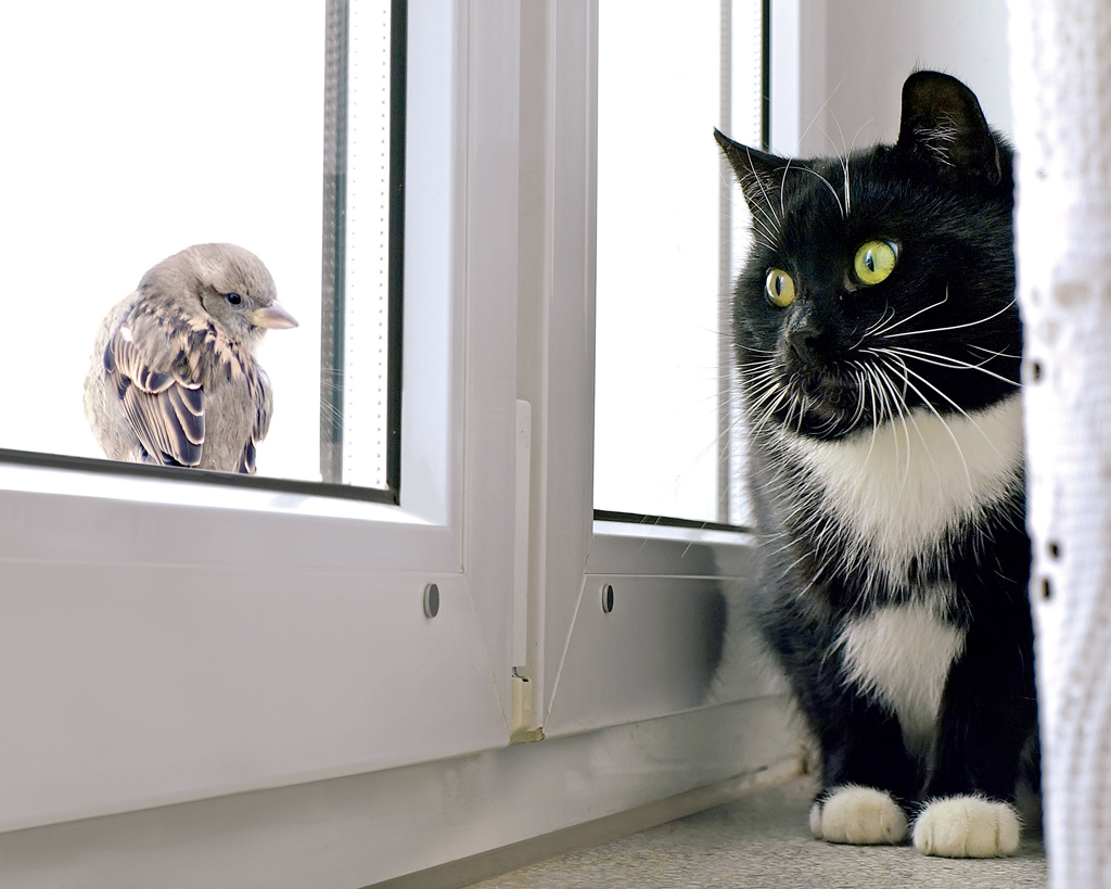 Cat staring at bird