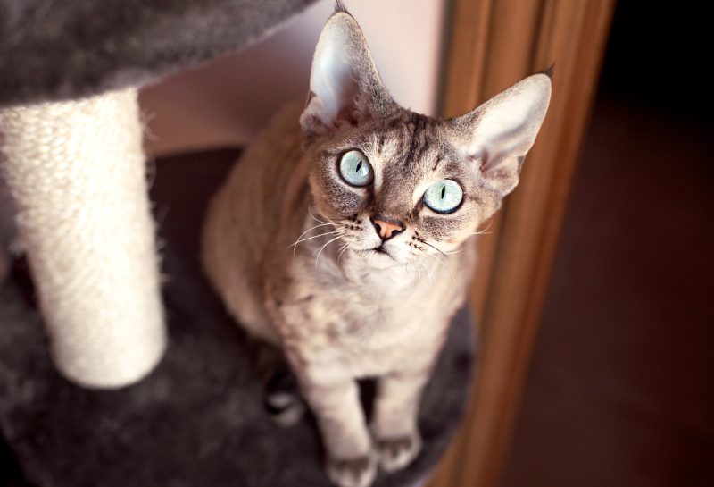 Save Download Preview Friendly Devon Rex cat with beautiful big eyes is looking at camera