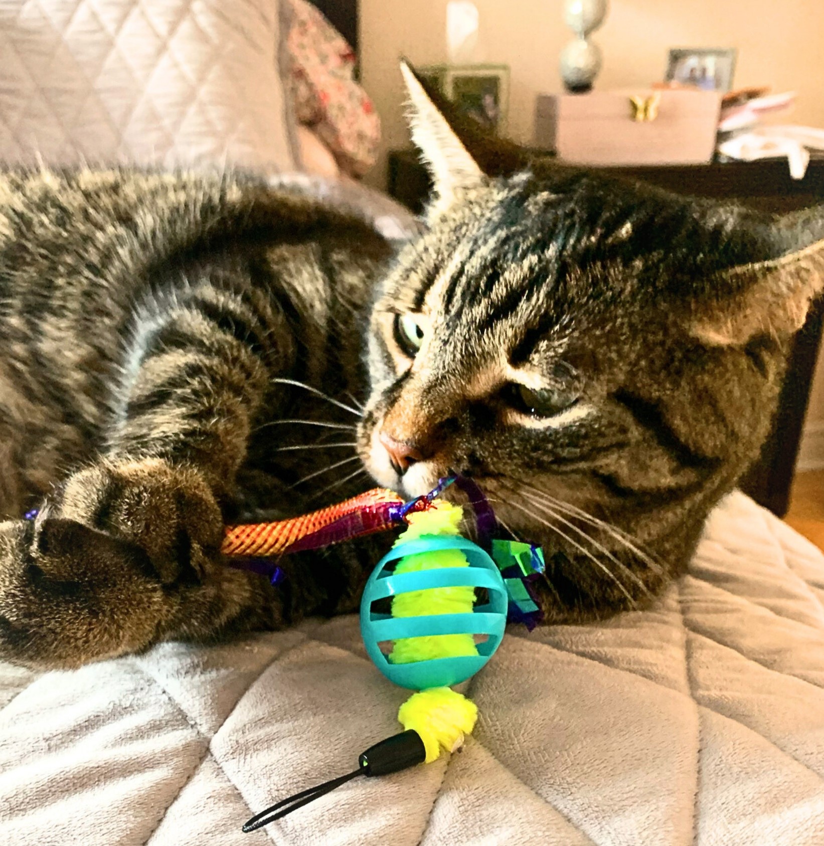 Chew Mate cat toy